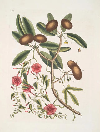 Mark Catesby - Anona foliis Laurinis The SappadilloTree Convolvulus foliis variis c.webp