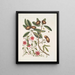 Anona foliis Laurinis Le Sappadillo Convolvulus feuilles panachées c - Mark Catesby — framed artwork on a wall