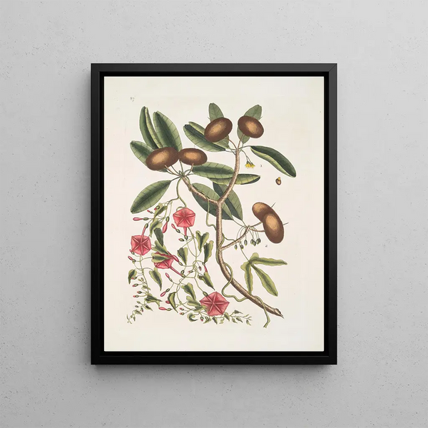 Anona foliis Laurinis Le Sappadillo Convolvulus feuilles panachées c - Mark Catesby — framed artwork on a wall