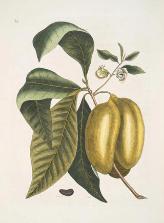 Mark Catesby - Anona fructu lutescente c.webp