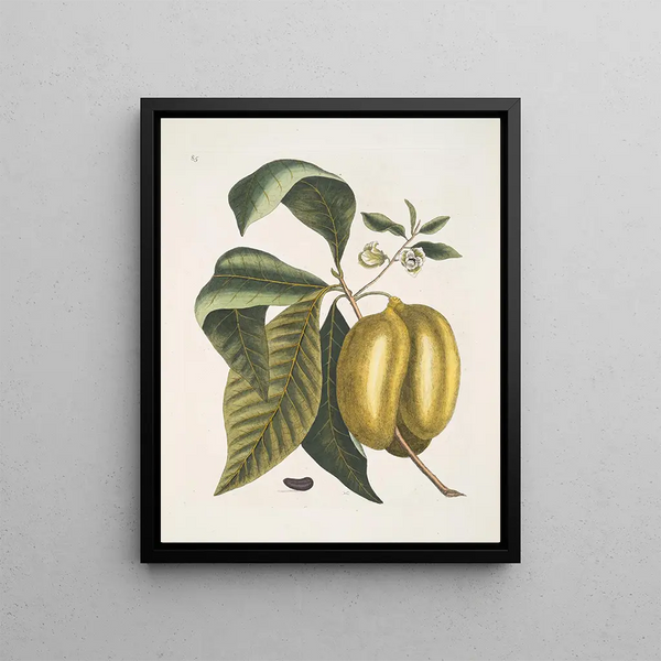 Anona with the fruit of fruit c - Mark Catesby — framed artwork on a wall