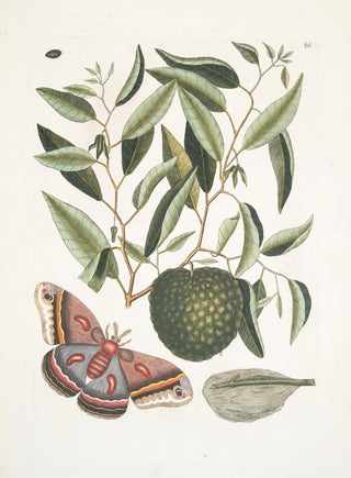 Mark Catesby - Anona maxima c Phalna magna The largest Carolina Moth The Caterpillar of this Moth.webp