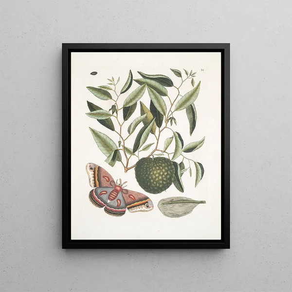 Anona maxima c Phalna magna The largest butterfly of Caroline The caterpillar of this butterfly - Mark Catesby — framed artwork on a wall