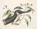 Goose of Canada Chrysanthemum c - Mark Catesby — artwork view