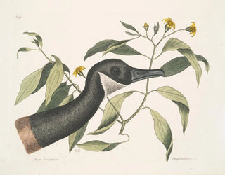 Goose of Canada Chrysanthemum c - Mark Catesby — artwork view