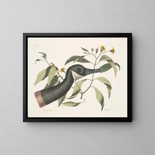 Goose of Canada Chrysanthemum c - Mark Catesby — framed artwork on a wall