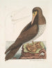 The fool is a brown bird related to the Bassano goose - Mark Catesby — artwork view