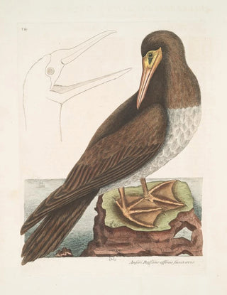 Mark Catesby - Anseri Bassano affinis fusca avis The Booby.webp