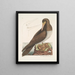The fool is a brown bird related to the Bassano goose - Mark Catesby — framed artwork on a wall