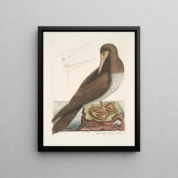 The fool is a brown bird related to the Bassano goose - Mark Catesby — framed artwork on a wall