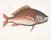 Anthea, the sheep fish - Mark Catesby — artwork view