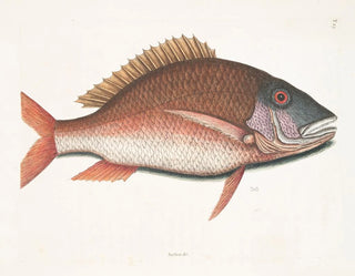 Anthea, the sheep fish - Mark Catesby — artwork view