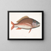 Anthea, the sheep fish - Mark Catesby — framed artwork on a wall