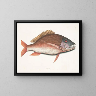 Anthea, the sheep fish - Mark Catesby — framed artwork on a wall
