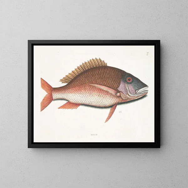 Anthea, the sheep fish - Mark Catesby — framed artwork on a wall