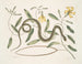 Apocynum c. Angis viridis maculatus, le serpent vert tacheté - Mark Catesby — artwork view