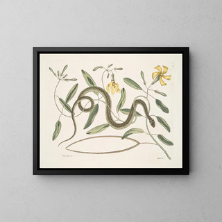 Apocynum c. Angis viridis maculatus, le serpent vert tacheté - Mark Catesby — framed artwork on a wall