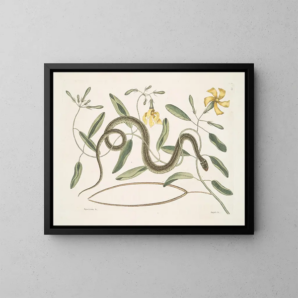 Apocynum c. Angis viridis maculatus, le serpent vert tacheté - Mark Catesby — framed artwork on a wall