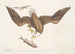 Aquila capite Albo L'Aigle à tête blanche The size of the eagle's head - Mark Catesby — artwork view