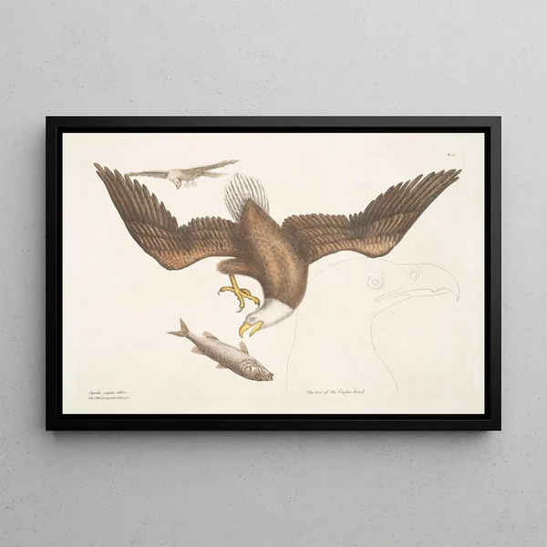 Aquila capite Albo L'Aigle à tête blanche The size of the eagle's head - Mark Catesby — framed artwork on a wall