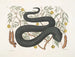 Tree with Black Viper Leaves - Mark Catesby — artwork view