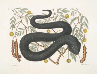 Tree with Black Viper Leaves - Mark Catesby — artwork view
