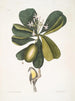 Tonnelle Jasmin floribus Les Sept Ans Pomme Parus Bahamensis Les Bahama Titmous - Mark Catesby — artwork view