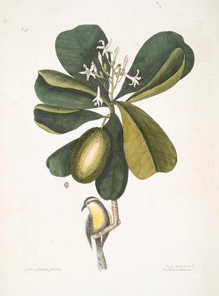 Mark Catesby - Arbor Jasmini floribus The Seven Years Apple Parus Bahamensis The Bahama Titmous.webp