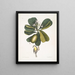 Tonnelle Jasmin floribus Les Sept Ans Pomme Parus Bahamensis Les Bahama Titmous - Mark Catesby — framed artwork on a wall