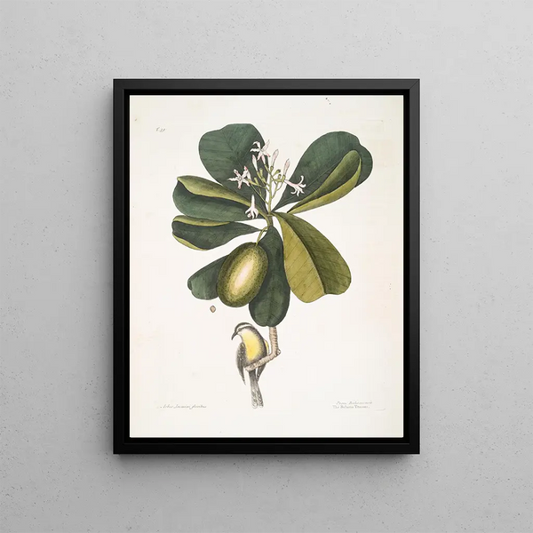Tonnelle Jasmin floribus Les Sept Ans Pomme Parus Bahamensis Les Bahama Titmous - Mark Catesby — framed artwork on a wall