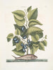Arbor Populi c Harengus c The Pilchard - Mark Catesby — artwork view
