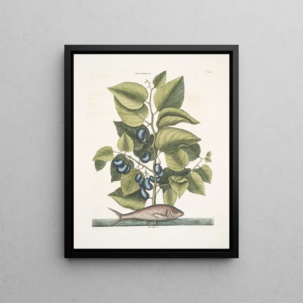 Arbor Populi c Harengus c The Pilchard - Mark Catesby — framed artwork on a wall