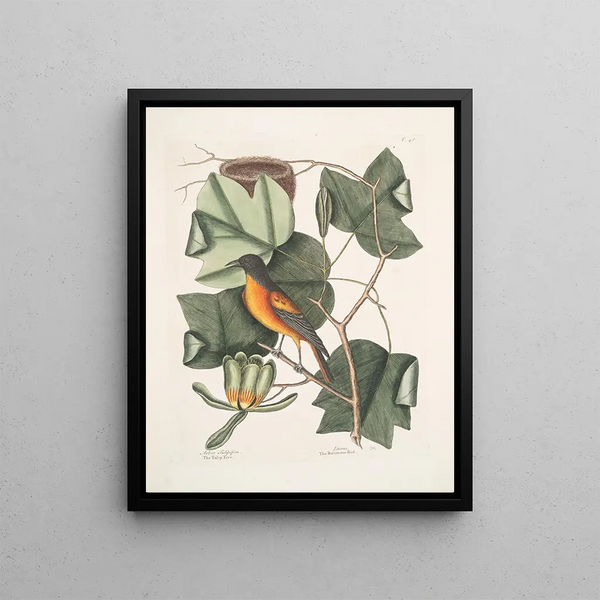 Arbor Tulipifera Le Tulipier Icterus L'Oiseau de Baltimore - Mark Catesby — framed artwork on a wall