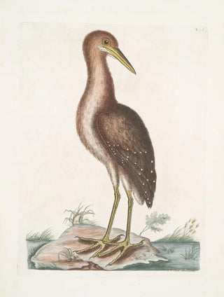 Mark Catesby - Ardea Stellaris The brown Bittern.webp