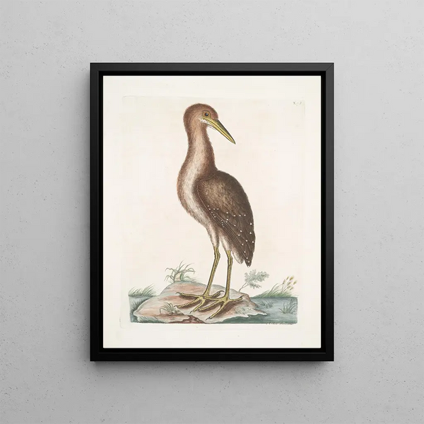 Ardea stellaris The Great Blue Heron - Mark Catesby — framed artwork on a wall