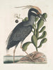 Ardea stellaris cristata Americana The purple heron Lobelia c - Mark Catesby — artwork view