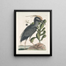 Ardea stellaris cristata Americana The purple heron Lobelia c - Mark Catesby — framed artwork on a wall