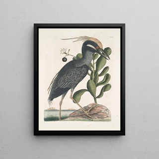 Mark Catesby - Ardea Stellaris cristata Americana The crested Bittern Lobelia c.webp