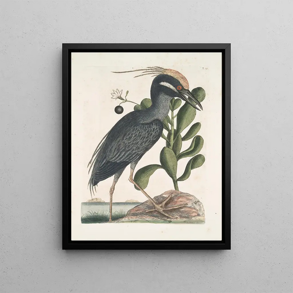 Ardea stellaris cristata Americana The purple heron Lobelia c - Mark Catesby — framed artwork on a wall