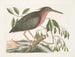 The Little Starry Tern - Mark Catesby — artwork view