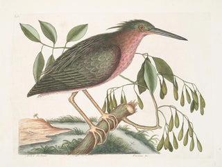 The Little Starry Tern - Mark Catesby — artwork view