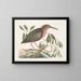 The Little Starry Tern - Mark Catesby — framed artwork on a wall