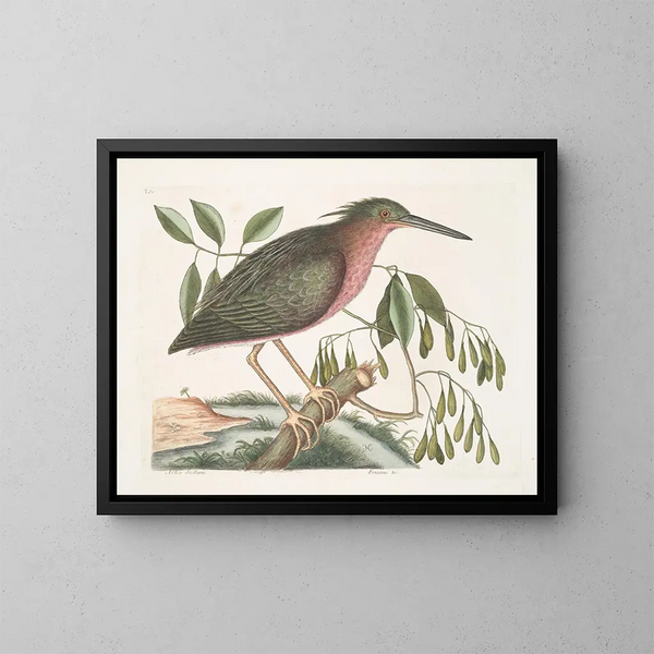 The Little Starry Tern - Mark Catesby — framed artwork on a wall