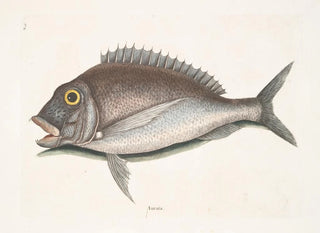 The Porgy Aurata - Mark Catesby — artwork view