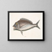 The Porgy Aurata - Mark Catesby — framed artwork on a wall