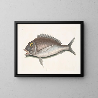 The Porgy Aurata - Mark Catesby — framed artwork on a wall