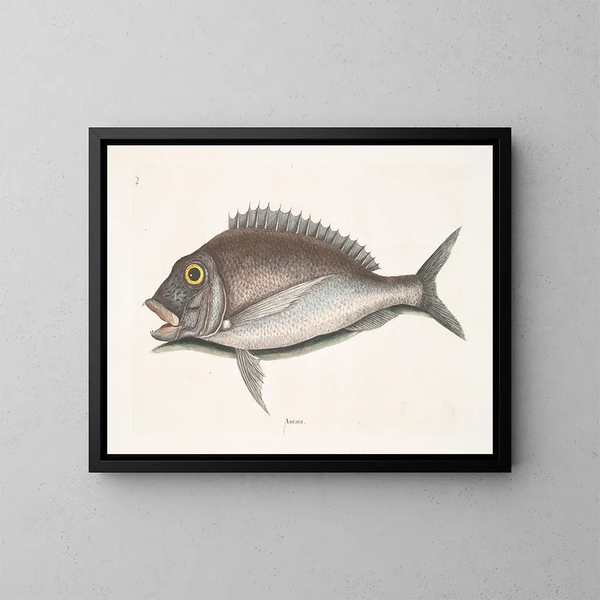 The Porgy Aurata - Mark Catesby — framed artwork on a wall