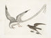 L'oiseau des tempêtes - Mark Catesby — artwork view
