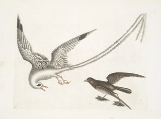 L'oiseau des tempêtes - Mark Catesby — artwork view