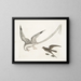 L'oiseau des tempêtes - Mark Catesby — framed artwork on a wall